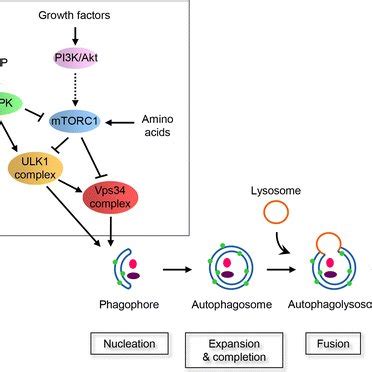 Selected small molecule inhibitors of autophagy. Autophagy inhibitors ...