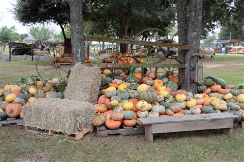 Local pumpkin patches and fall festivals worth the trip this October - The Courier