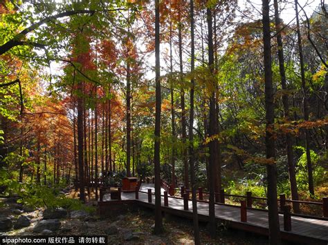 An Autumn Tour of Red Leaves Scenery at Haidian District