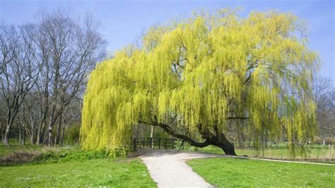 20 Strange And Beautiful Trees From Across The World