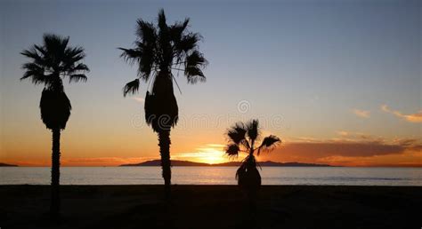 Palm trees sunset ocean stock photo. Image of trees, three - 62816702