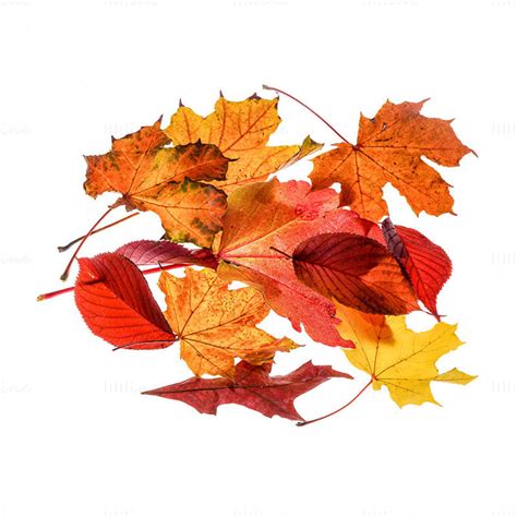 Red fall leaves transparent png