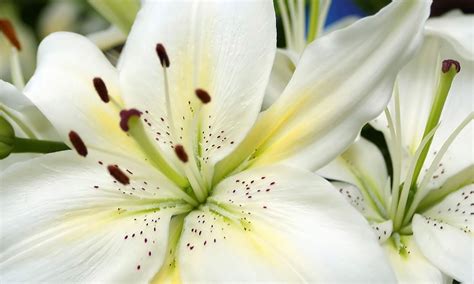 Lilium (Lilies)