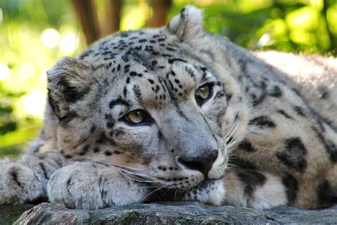 Snow Leopards at the Central Park Zoo