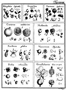 Berry (botany) - Wikipedia