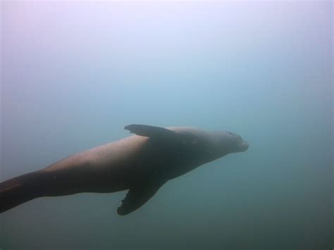 A Mysterious World: Scuba Diving in the Galapagos - This Battered Suitcase