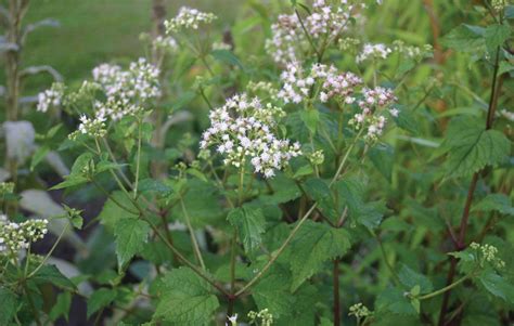 White snakeroot | Poisonous, Toxic, Invasive | Britannica