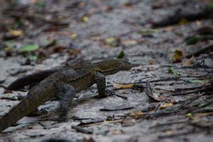 Finding Wildlife in The Gambia - Brendan van Son Photography