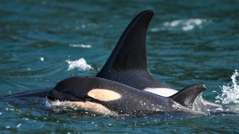 Birth of orca calf draws 3 pods to waters off Vancouver Island | CTV News