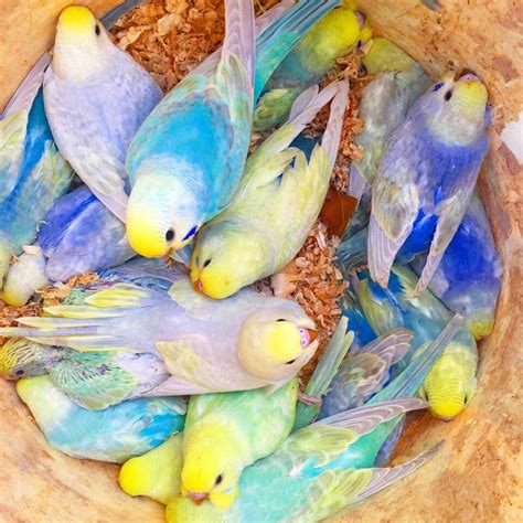 Rainbow budgies from Ryan's Rainbow Budgies | Budgies bird, Pet birds, Animals beautiful