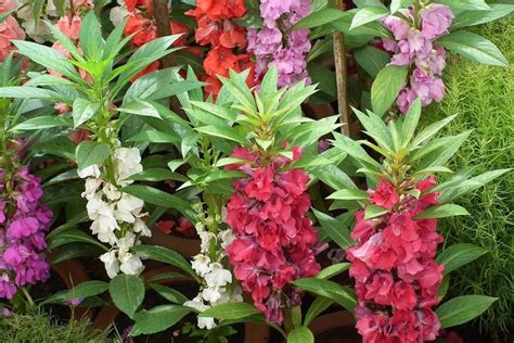 Plantas de origen asiático que deberías tener en tu jardín y balcón