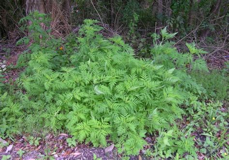 Ragweed (Ambrosia Artemisiifolia) Growing, Care, & Removal Guide for ...