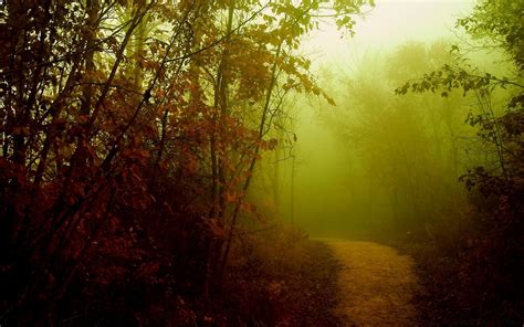 Misty Autumn Forest Path Wallpapers - Wallpaper Cave