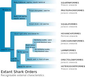 List of sharks - Wikipedia