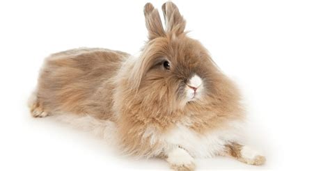 Lionhead Rabbit Breed Information Center: Discover The Lionhead Bunny