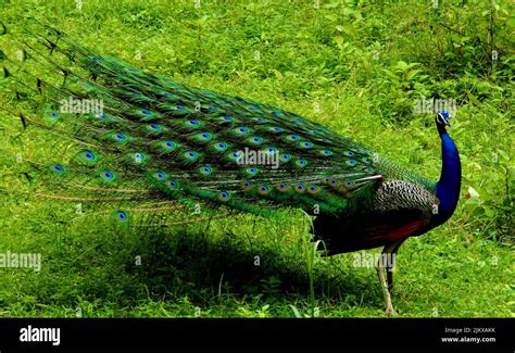 A peafowl in nature - the national bird of India Stock Photo - Alamy