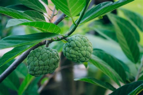 Annona Tree [Anoda] - Divine Plants