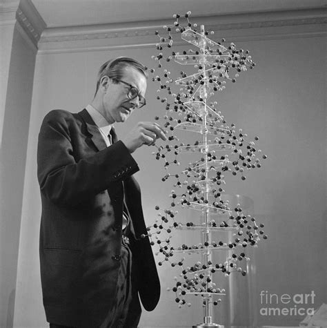 Maurice Wilkins Studying Dna Molecular Photograph by Bettmann