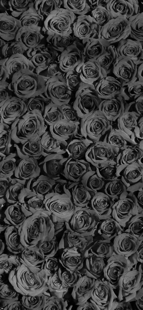 Black Roses iPhone Wallpapers on WallpaperDog