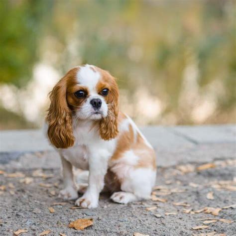 Cavalier King Charles Spaniel For Adoption | Petmeetly