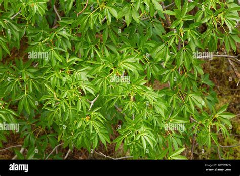 California buckeye leaves along Juniper Canyon Trail, Pinnacles ...