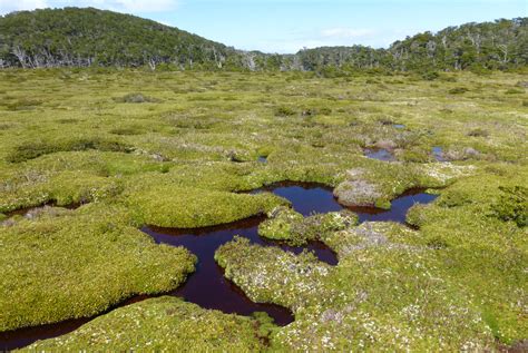 CANDYbog - Carbon, water and nutrient dynamics in vascular plant- vs. Sphagnum-dominated bog ...