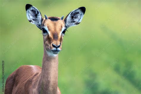 Impala antelope Stock Photo | Adobe Stock