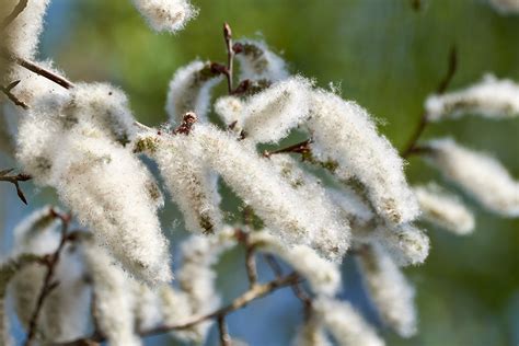 White Poplar - Populus alba | Directree