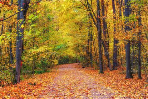 Pathway in autumn forest | Autumn forest, Nature photos, Forest