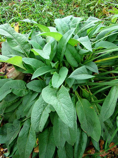 Rurification: Comfrey: Part 2, Medicinal Herb