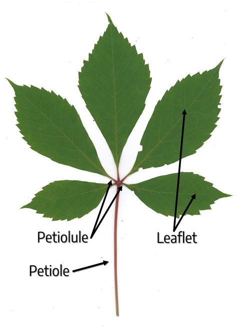 Palmately Compound Leaf