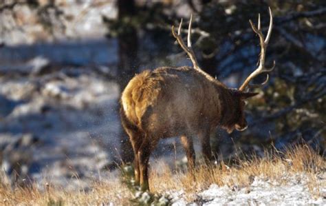 Winter Elk in Wind Cave