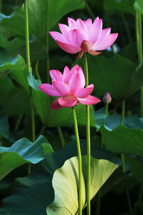 Hoa Sen | Lotus flower pictures, Beautiful flowers pictures, Beautiful ...