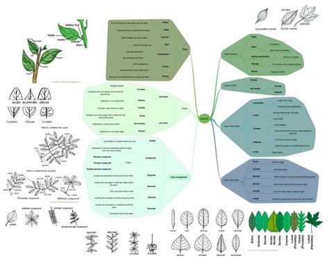 Basic Botany – Learn the Lingo! – Tonji and Sylvia's Sanctuary | Botany ...