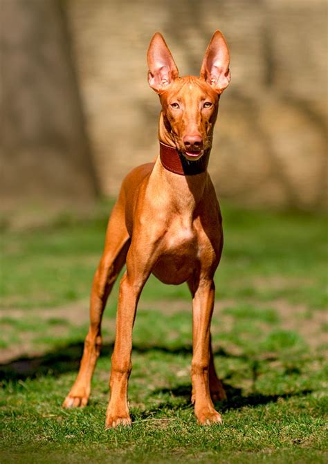 pharaoh hound dog fun walk through the city streets | Pharaoh hound, Hound dog breeds, Pet dogs