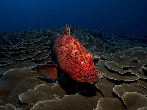 Pesci del Mediterraneo: le specie più diffuse