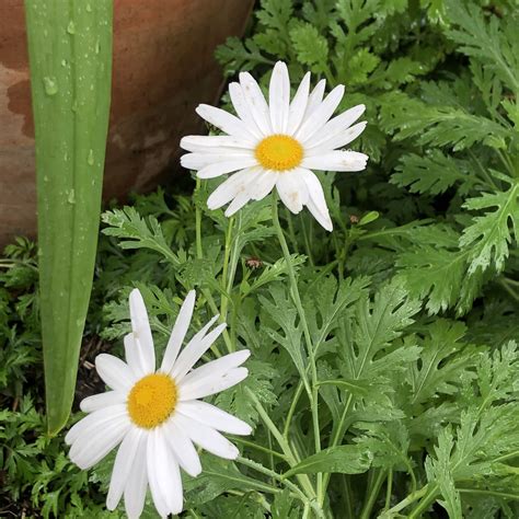 Argyranthemum frutescens 'Elsa White' | Yellow House Heritage Perennials