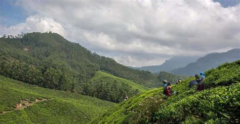 It’s quite difficult to take eyes off paradisical Vattavada near Munnar