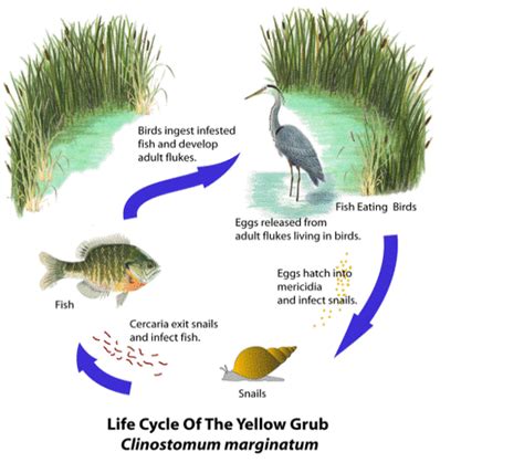 Classification & Examples - All about that perch