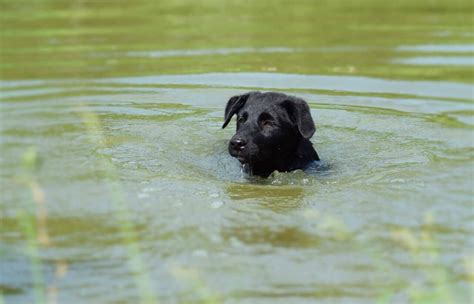 At What Age Can Lab Puppies Swim- Train your lab to swim - Labrador ...