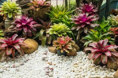 Bromeliad Care » Top Tips on Keeping Them Happy