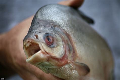 Pet shop owner bitten by man-eating piranha | Daily Mail Online