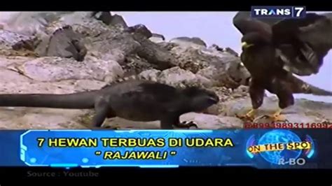 On The Spot Trans 7 Terbaru - 7 Hewan Terbuas di Udara - YouTube