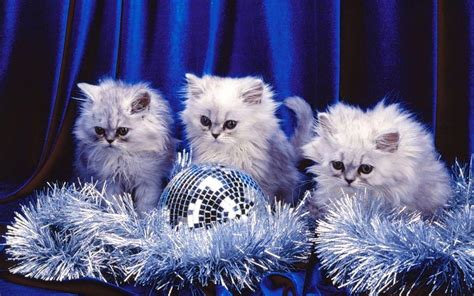 Free Kittens Wallpapers - Wallpaper Cave