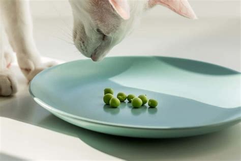 Is Vegan Cat Food an Option for Your Cat? - The Fluffy Kitty