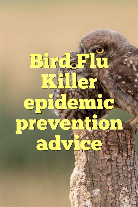 Bird Flu Killer epidemic prevention advice | by Birdsquestions | Medium