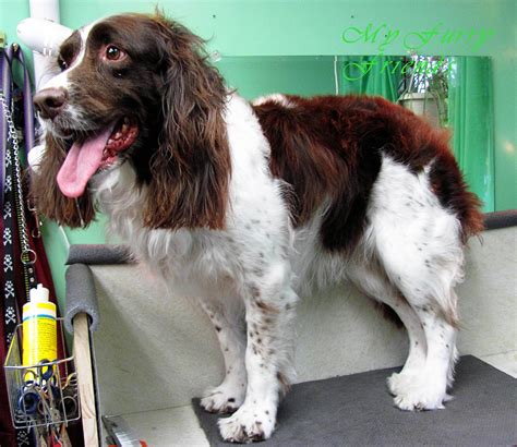 Pet Grooming: The Good, The Bad, & The Furry: Hand Scissoring a ...