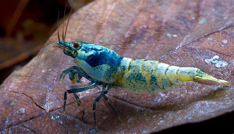 Blue bolt shrimp (Caridina cf cantonensis) care & info - The Shrimp Farm