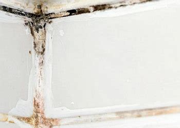 Do Your Own Black Mold Test at Home | Mold Cleans