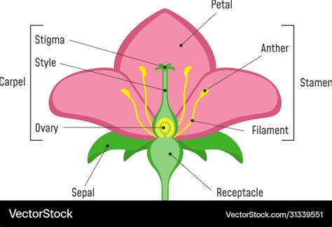 Structure Of Flower Diagram